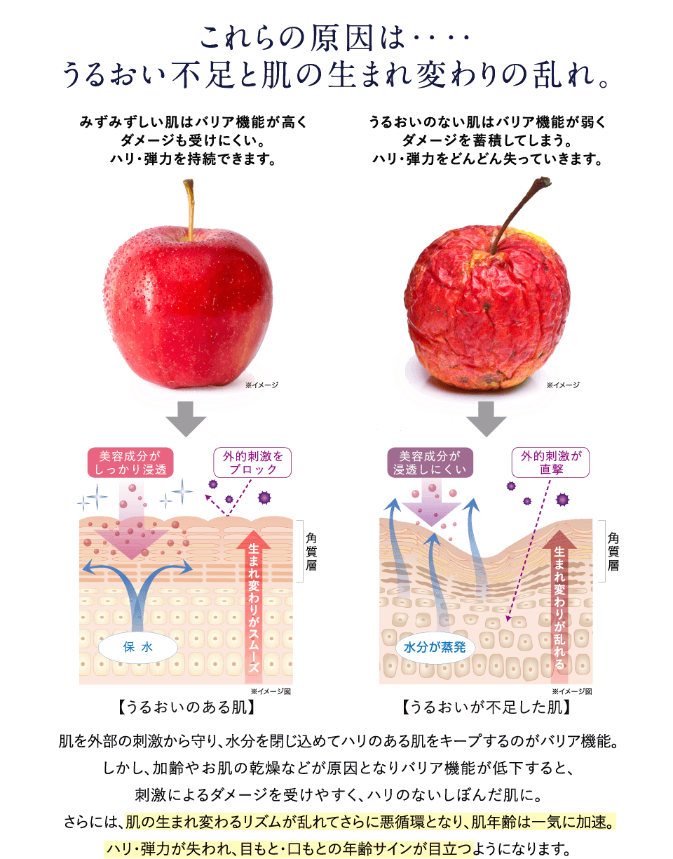 これらの原因はうるおい不足と肌の生まれ変わりの乱れ。脳を外部の刺激から守り、水分を閉じ込めてハリのある肌をキープするのがバリア機能。しかし、加齢やお肌の乾燥などが原因となりバリア機能が低下すると、刺激によるダメージを受けやすく、ハリのないしぼんだ肌に。さらには、肌の生まれ変わるリズムが乱れてさらに悪循環となり、肌年齢は一気に加速。ハリ・弾力が失われ、目もと・口もとの年齢サインが目立つようになります。