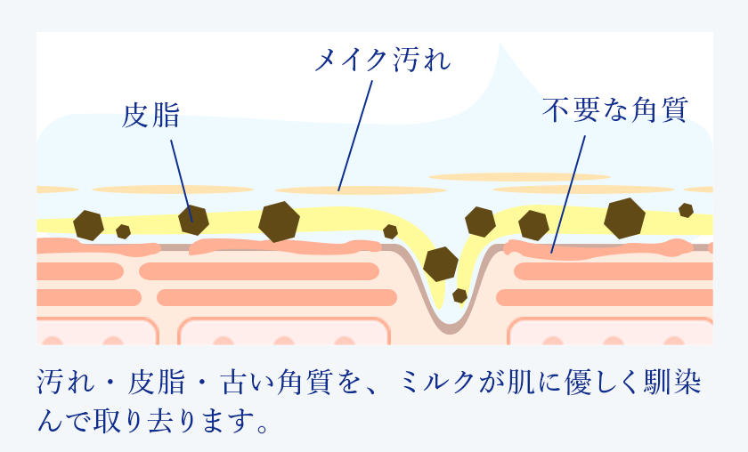 汚れ・皮脂・古い角質を、ミルクが肌に優しく馴染んで取り去ります