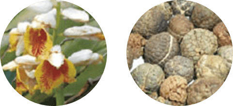 薬用美白化粧水 ホワイトニングローション Munoage ミューノアージュ