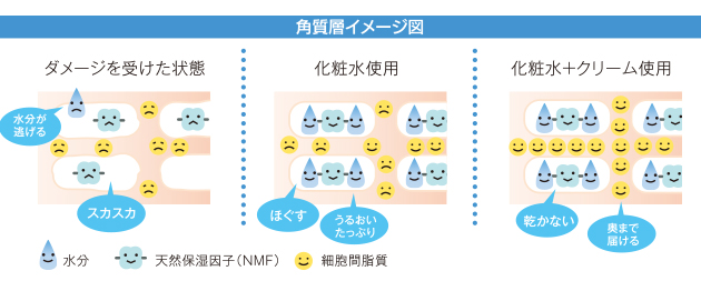 角質層イメージ図