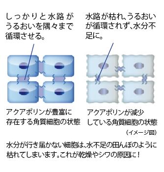 水分が行き届かない細胞は、水不足の田んぼのように枯れてしまいます。これが乾燥やシワの原因に!