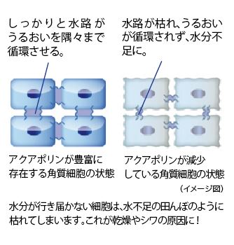 水分が行き届かない細胞は、水不足の田んぼのように枯れてしまいます。これが乾燥やシワの原因に！