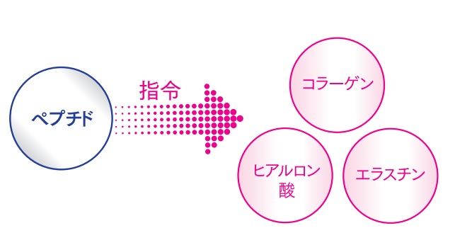 ペプチドのシワ・たるみへの実感力