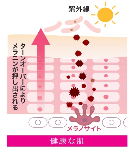 ペプチドのシワ・たるみへの実感力